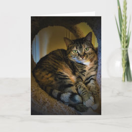 Días lentos, tarjeta