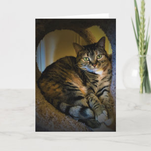 Días lentos, tarjeta