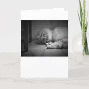 Días lentos, tarjeta