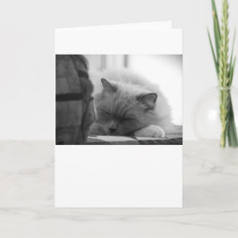 Días lentos, tarjeta