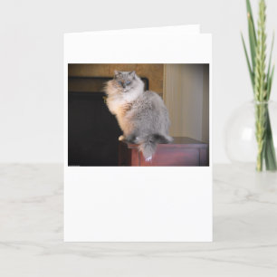 Días lentos, tarjeta