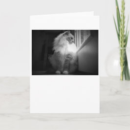 Días lentos, tarjeta