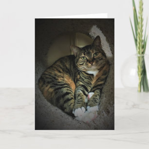 Días lentos, tarjeta