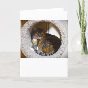 Días lentos, tarjeta