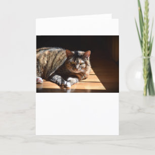 Días lentos, tarjeta