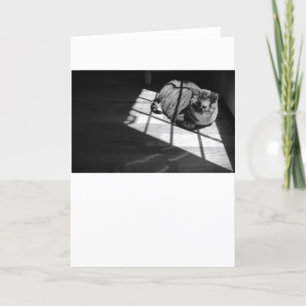 Días lentos, tarjeta