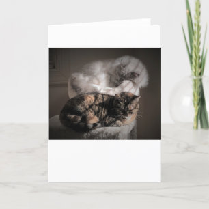 Días lentos, tarjeta