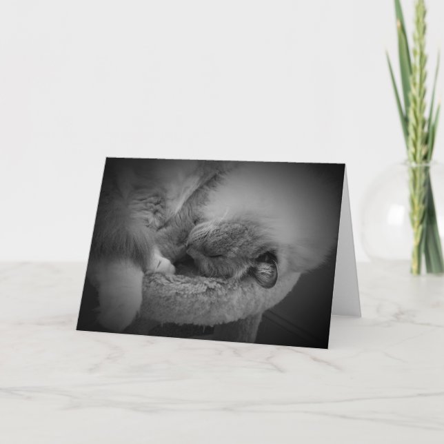 Días lentos, tarjeta (Anverso)