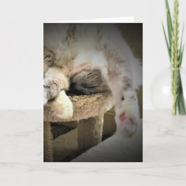 Días lentos, tarjeta