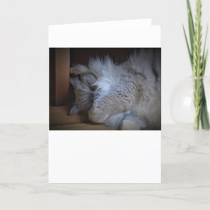 Días lentos, tarjeta