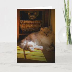 Días lentos, tarjeta