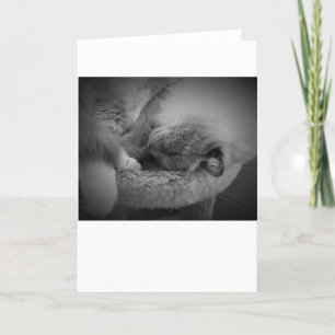 Días lentos, tarjeta