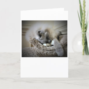 Días lentos, tarjeta