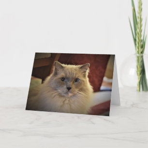 Días lentos, tarjeta