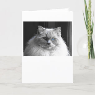 Días lentos, tarjeta