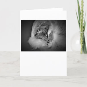 Días lentos, tarjeta