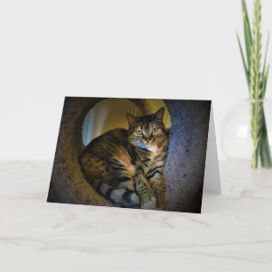 Días lentos, tarjeta