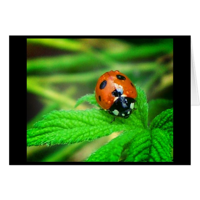 Días lluviosos (Anverso (Horizontal))