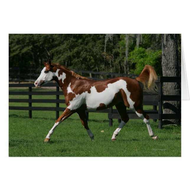 Dibujar caballo corriendo 1 (Anverso (Horizontal))