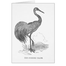 Dibujo a pluma y tinta de grulla vintage