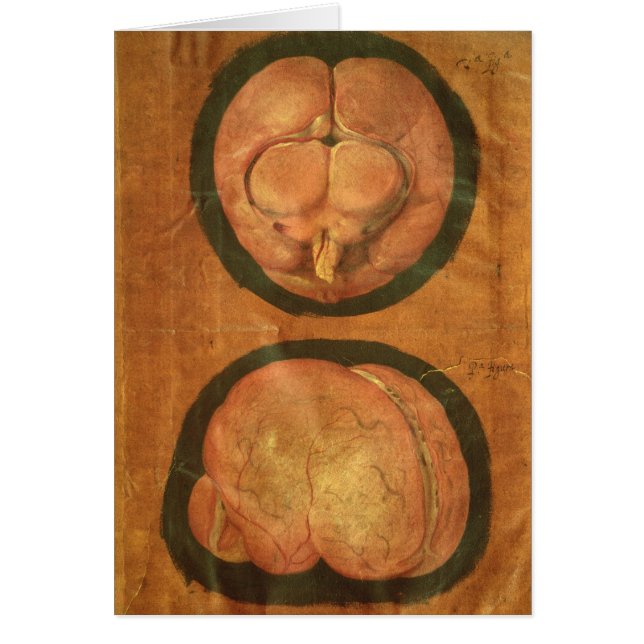 Dibujo anatómico del cerebro humano (Frente)