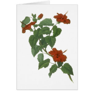 Dibujo botánico de la flor del hibisco