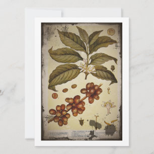 Dibujo botánico de la planta de café