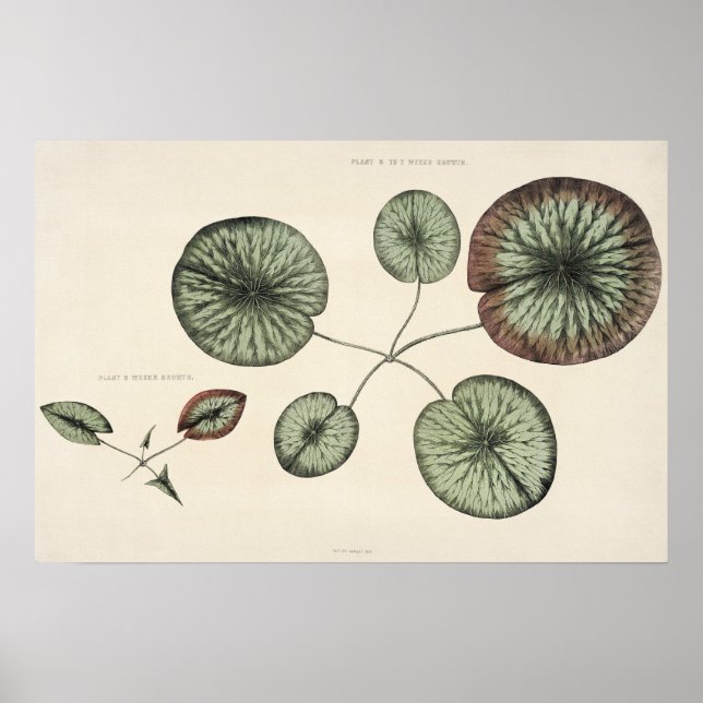 Dibujo botánico de Lily Pad de época Imprimir arte (Frente)