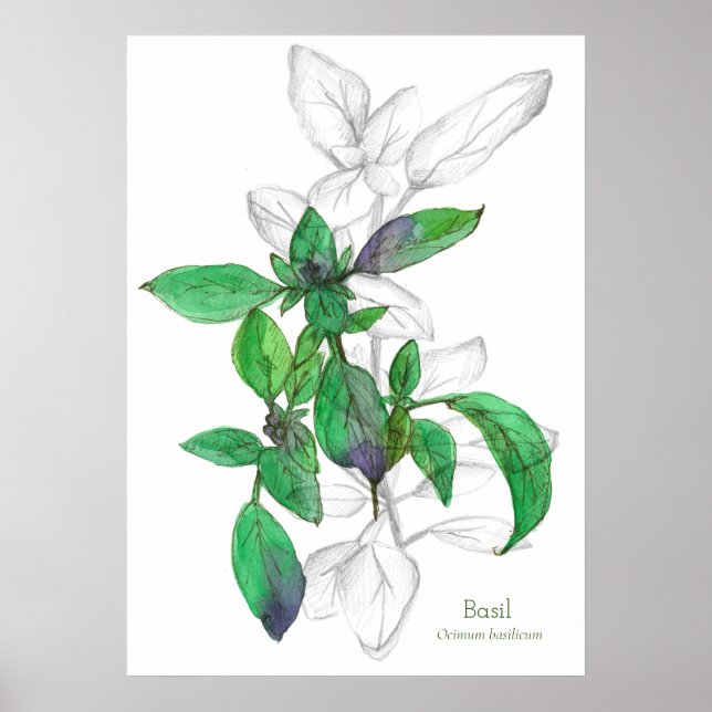 Dibujo de arte botánico de la hierba de cocina bas (Frente)