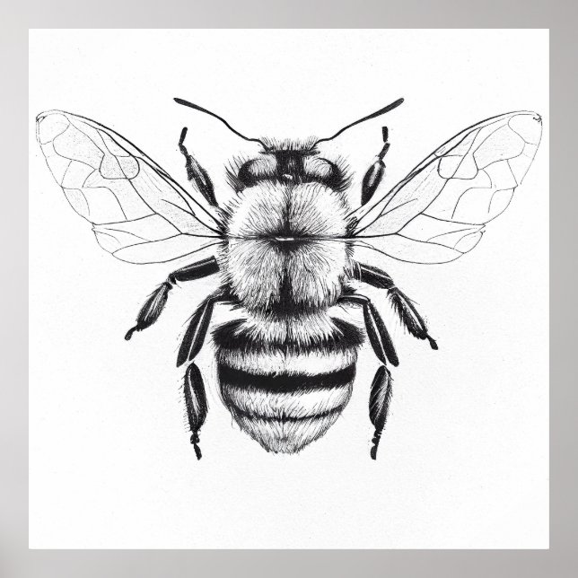 Dibujo de arte de Ilustracion animal de la natural (Frente)