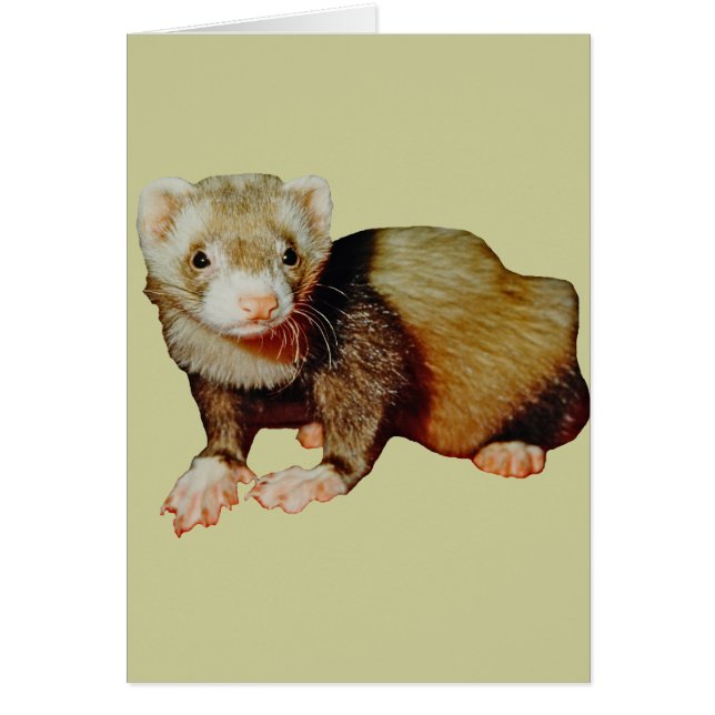 Dibujo de ferret (Frente)