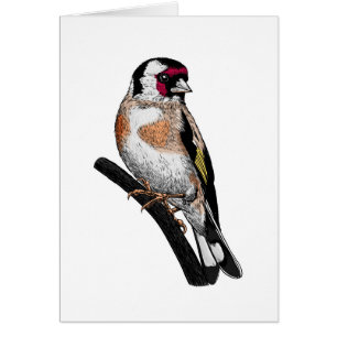 Dibujo de Goldfinch