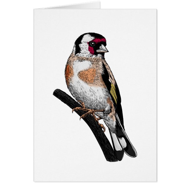 Dibujo de Goldfinch (Frente)