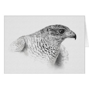 Dibujo de Goshawk