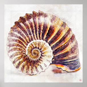 Dibujo de la shell de Nautilus - Impresión artísti