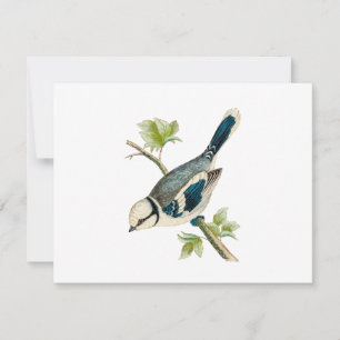 Dibujo de pájaros pájaros pájaros pájaros azules d