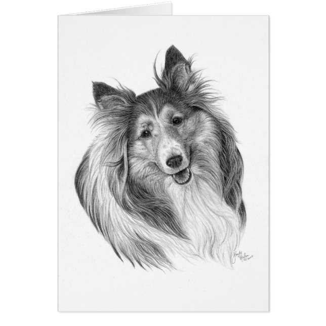 Dibujo de Sheepdog de Shetland por Glenda S. Harla (Frente)