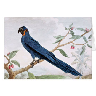 Dibujo del pájaro del Macaw del jacinto
