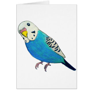 Dibujo del Parakeet