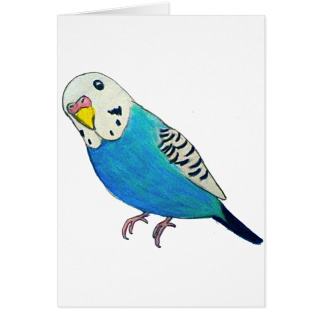Dibujo del Parakeet (Frente)