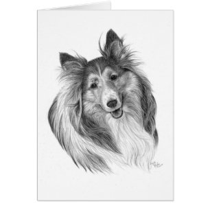 Dibujo del perro pastor de Shetland de Glenda S.
