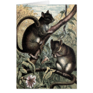 Dibujo del vintage: El Dormouse