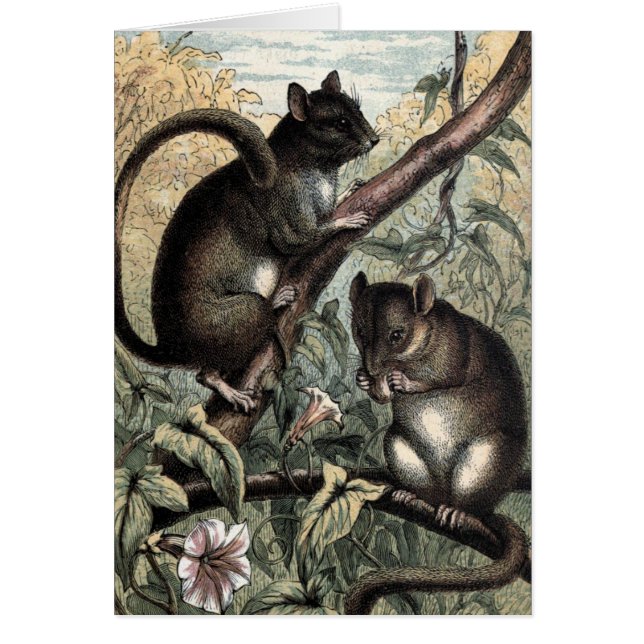 Dibujo del vintage: El Dormouse (Frente)