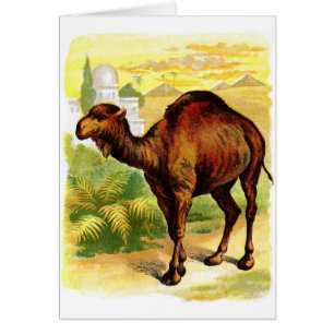 Dibujo del vintage: El dromedario