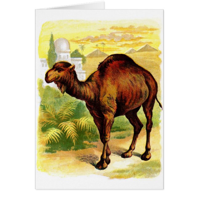 Dibujo del vintage: El dromedario (Frente)