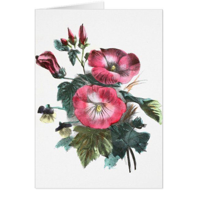 Dibujo del vintage: Malva roja (Frente)