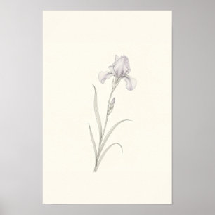 Dibujo delicado de iris Arte botánico minimalista 