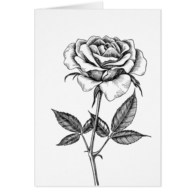 dibujo Rosa (Frente)