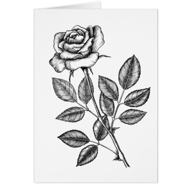 dibujo Rosa 2 (Frente)