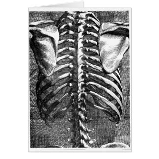 Dibujo vintage de una columna vertebral y una cint